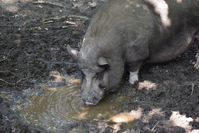 灰熊与掘金 灰熊与掘金